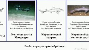 Рыба, отряд катранообразные акула акулы колючая чёрная полярная колючие fish короткошипая собачья