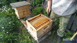 Пчёлы. Противороевой способ. Деление семьи на поллëта.
