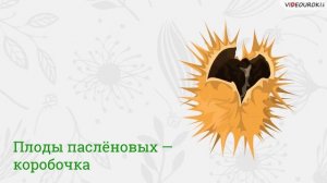 Семейства Паслёновые, Бобовые, Сложноцветные.