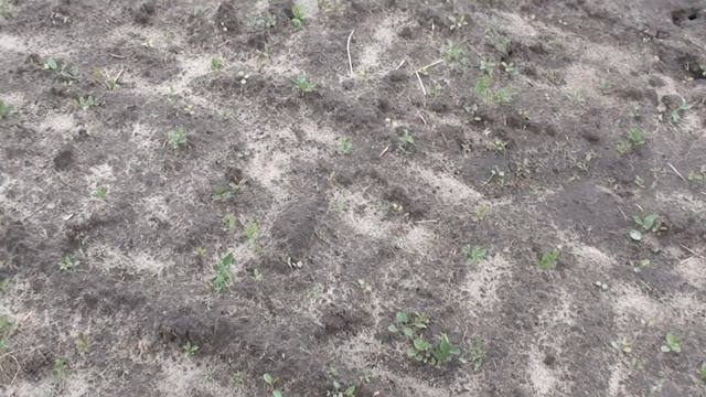 Фицефалия, маракуйя, подсолнечник турецкий. Посевы субтропиков на севере Украины. смотреть онлайн