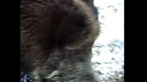 Обитатели удмуртского питомника. Кабаны поедают запасы зерна