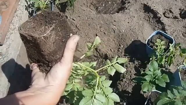 высаживаем рассаду картофеля,полученную от глазков в от.гр. 31мая смотреть онлайн