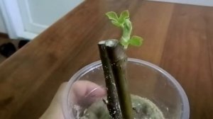 Инжир из зелёных черенков