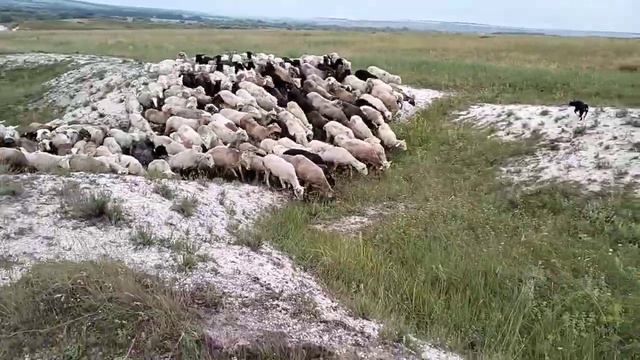 Щенки-пастухи, Австралийские Келпи, 6 месяцев смотреть онлайн