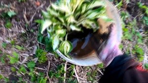 Купили заброшенную дачу. Чистим участок, Восстанавливаем домик, Сажаем огород.