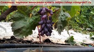 Виноград Сударь, первые сигнальные грозди на прививке. Пузенко Н.Л.