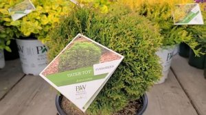 Tater Tot® Globe Arborvitae (Thuja occidentalis) // Cute little Evergreen for ALL YEAR INTEREST