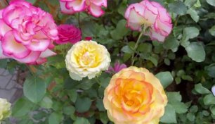В Сочи создадут единственный в России лабиринт из роз