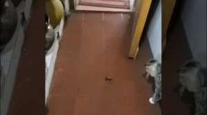 Прирожденная артистка