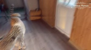 Красавица Гепард Герда-2