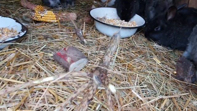 мои животные кролики фландер  калифорнийское чудо куры утки