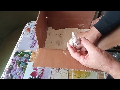 Сколько может храниться чеснок.Лучший способ хранения чеснока. смотреть онлайн