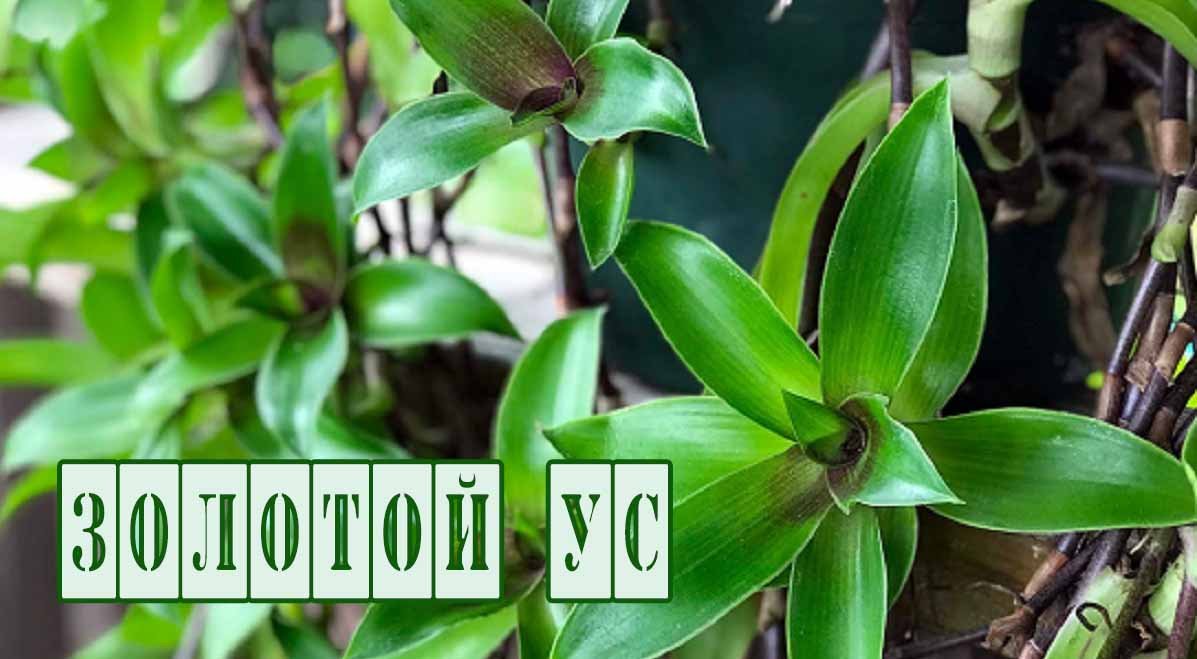 Каллизия душистая, Золотой Ус. Лечебные свойства. Народная медицина.