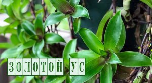 Каллизия душистая, Золотой Ус. Лечебные свойства. Народная медицина.