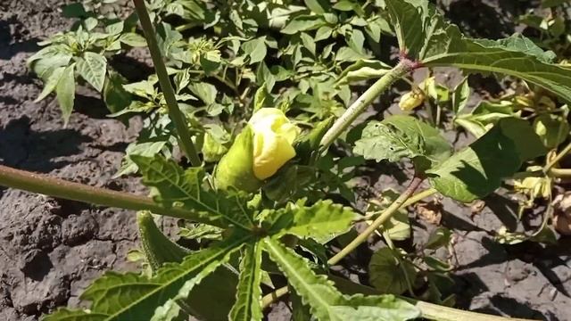 Бамия. Опыт выращивания. смотреть онлайн