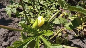 Бамия. Опыт выращивания.