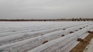 Как сажать капусту. дуга под плёнку