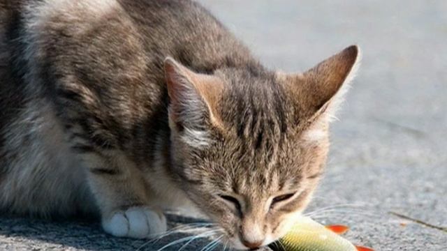 Молоко и рыба - еда для кошек?