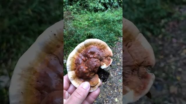 Reishi mushroom