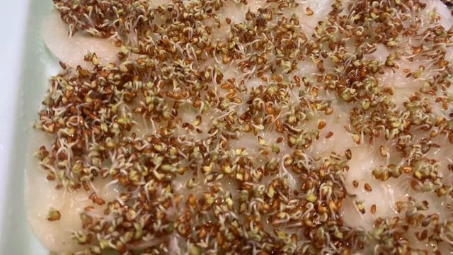 Микрозелень на подоконнике за 7 дней - просто и без химии смотреть онлайн