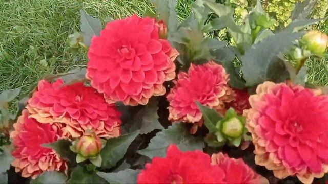 #ПАТИО георгины# выращивание в горшках и грунте# смотреть онлайн