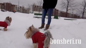 Зимняя прогулка Йорков