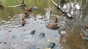 Пруд с утками в Академгородке. Новосибирск. Отличное место прогулки с детьми.