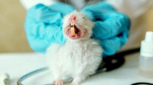 ОБРЕЗАТЬ ЗУБЫ ХОМЯКАМ МОЖНО ИЛИ НЕТ