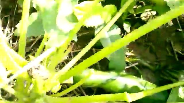 Уход за кабачками-кабачки белые-кабачки зеленые смотреть онлайн