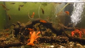 Мифы интернета. Морские камни в аквариуме.