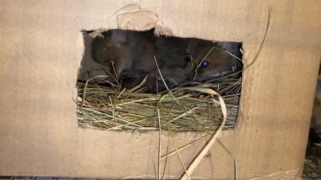 Лисята кушают, пьют молочко, дерутся, зовут мамку смотреть онлайн