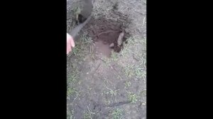 Поиск с металлоискателем Кощей 25К ( версия без мата)