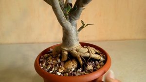 Как выглядит адениум после пересадки. Живописные корни у адениума из черенка.