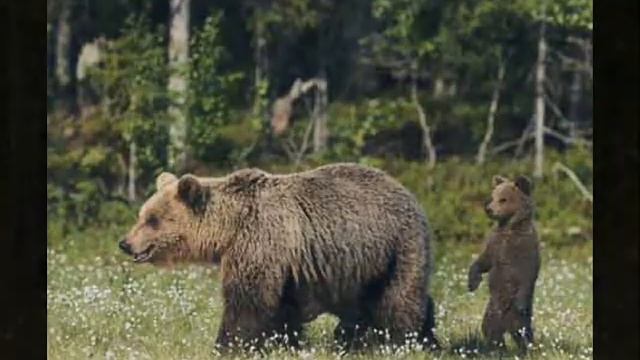 Сказка на ночь! "Медвежонок Тепа". Часть 2. смотреть онлайн