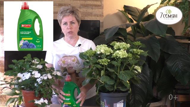 КАК УХАЖИВАТЬ ЗА КРУПНОЛИСТНОЙ ГОРТЕНЗИЕЙ В ГОРШКЕ!