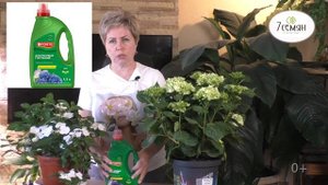 КАК УХАЖИВАТЬ ЗА КРУПНОЛИСТНОЙ ГОРТЕНЗИЕЙ В ГОРШКЕ!