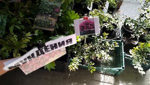 Цветочный рынок Краснодар 10 июля 22 г