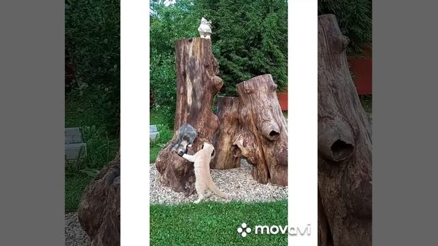 композиция из сухого дерева на даче