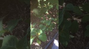 Гортензия крупнолистная Эндлесс Саммер Блюм Стар(Hydrangea Endless Summer Bloom Star )#flowers