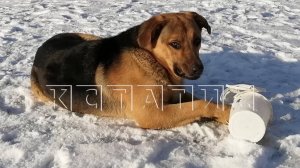 Володарский триллер - пропавшая полгода назад собака найдена мертвой в подвале заброшенного дома