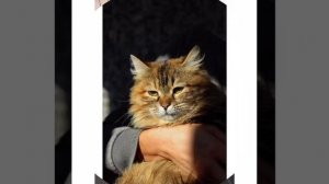 Приют «Чистое Сердце»