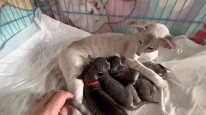Ориентальная кошка экстрим ориентальные котята экстрим Питомник ориентальных кошек AnOri de Mur