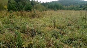 ПЕРЕЕЗД НА АЛТАЙ, ЖИЗНЬ В ГАРМОНИИ С ПРИРОДОЙ