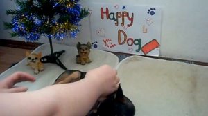 Как научить собаку команде Умри