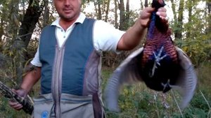 Охота на фазана , на куропатку трофеи