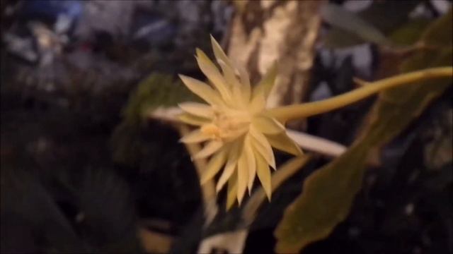 Epiphyllum phyllanthus смотреть онлайн
