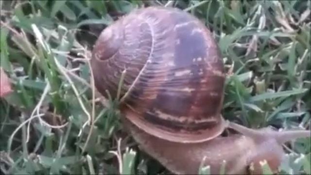 Удивительный мир улиток  Очень милые создания  ?  Улитка крупным планом