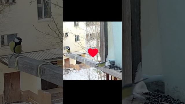 Titmouse have arrived. Прилетели синички