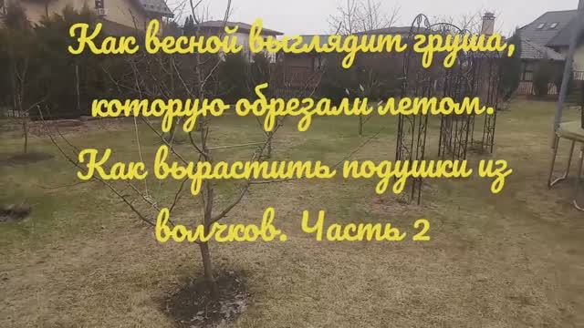 Подводим итоги летней обрезки груши (часть 2)