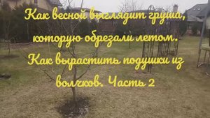 Подводим итоги летней обрезки груши (часть 2)